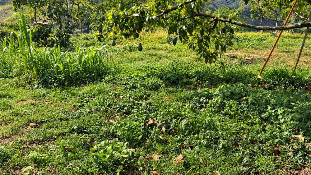 LOTE 2 FINCA LETICIA