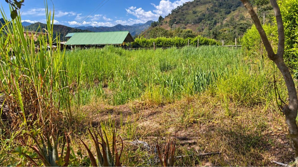 LOTE 2 FINCA LETICIA