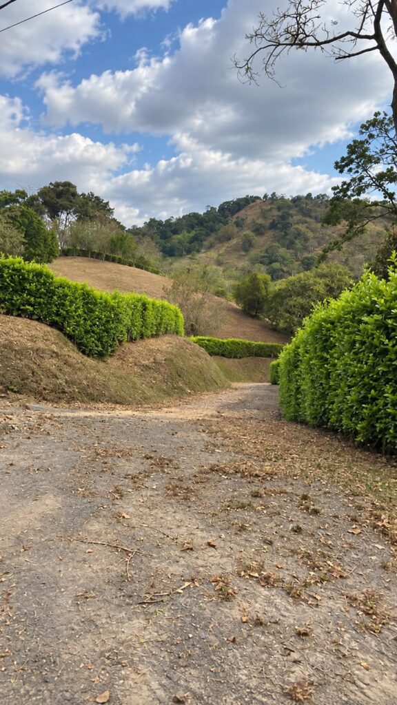 LOTE 5 QUINTAS DEL LIMON
