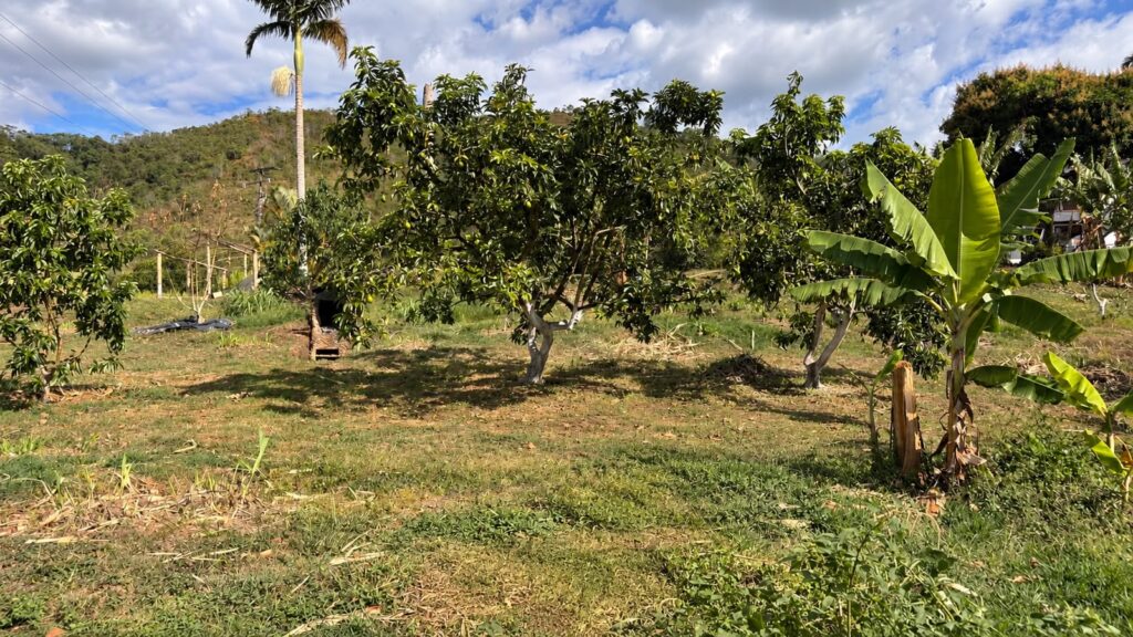 LOTE 4 FINCA LETICIA