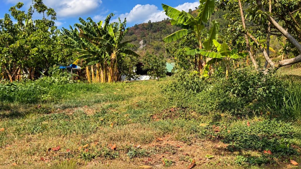 LOTE 4 FINCA LETICIA