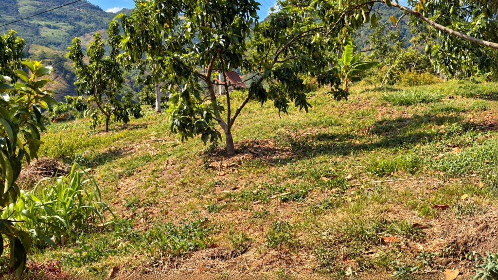 LOTE 4 FINCA LETICIA