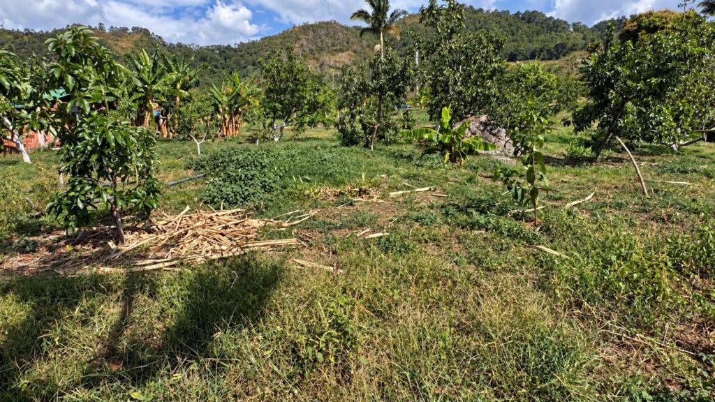 LOTE 4 FINCA LETICIA